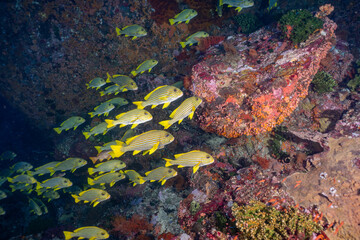 School of yellow reef fish swimming together around tropical coral in Labuan Bajo, Indonesia © Fahmi