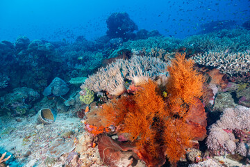 Colorful tropical coral reef ecosystem thriving in clear blue sea in Labuan Bajo, Indonesia. © Fahmi