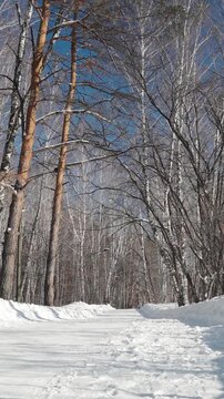 Winter pathway covered with deep white snow extends into peaceful forest surrounded by bare branches and blue sky, capturing serene natural environment during crisp bright wintertime day.