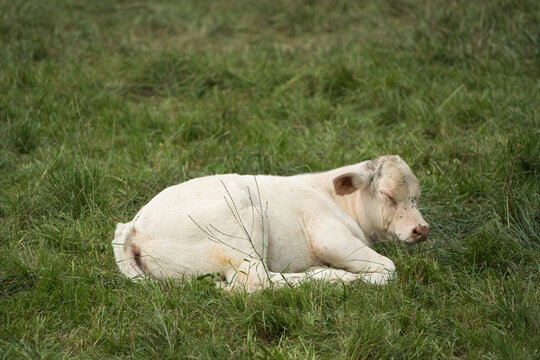 A small Charolais calf is resting in the meadow.