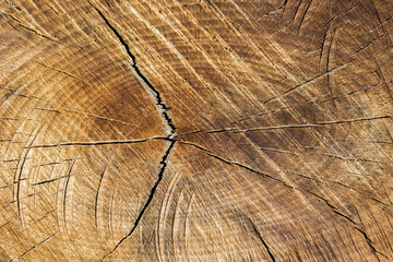 Zbliżenie na teksturę słojów starego drewna z pęknięciami, naturalne tło drewniane © Henryk Guziak
