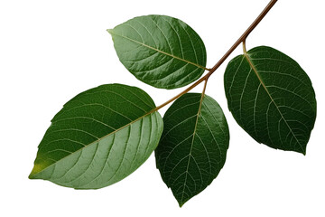 Fototapeta premium Decorative green leafy branch with oval leaves on transparent background