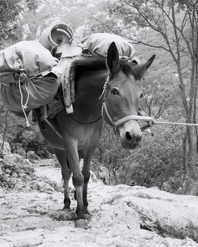 Loaded Pack Mule Standing on a Rocky Mountain Path. Paklenica, Croatia