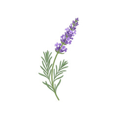 Obraz premium Single sprig of purple lavender flower isolated on a transparent