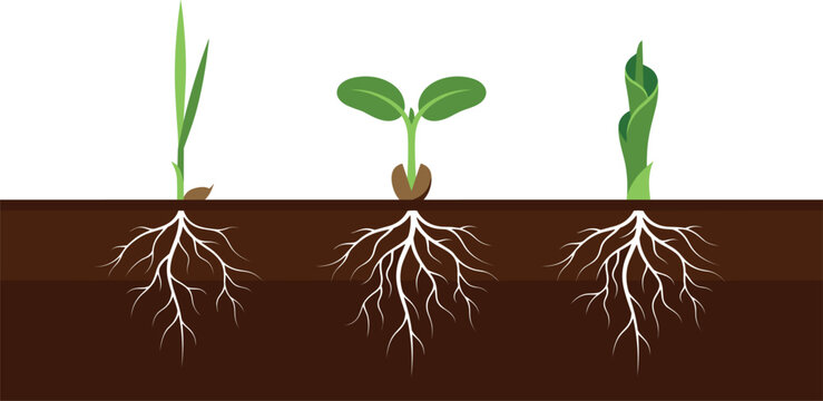 Plant seed germination types vector illustration showing monocot and dicot root system development
