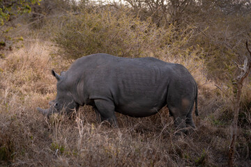 Black Rhino © Mikel