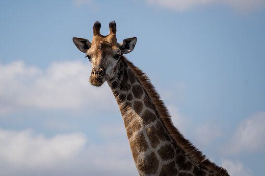 Retrato girafa