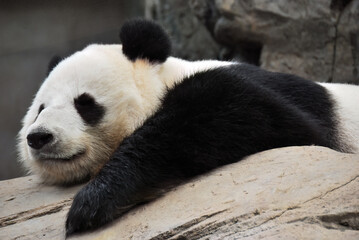 Panda bear in zoo. Hong Kong © Oleg Znamenskiy