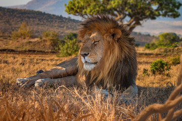 Wildlife safari, male lion rests in dry African savanna grassland surrounded by natural landscape, trees and hills in a national park. © Grispb