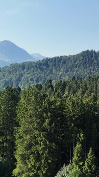 Scenic view of dense coniferous forest and majestic mountains on the horizon. Vertical landscape with wildlife, coniferous trees and rocks in the distance. Travel, wildlife and ecotourism