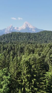 Landscape of dense coniferous forest and majestic mountains on the horizon. Vertical landscape. Travel and unity with nature. Panorama of green coniferous forest in the mountains on a sunny day