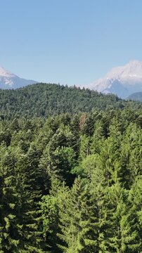 Scenic view of dense coniferous forest and majestic mountains on the horizon. Vertical landscape with wildlife, coniferous trees and rocks in the distance. Travel, wildlife and ecotourism
