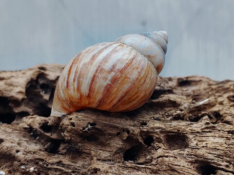 A photograph of an empty Achatina fulica land snail shell attached to old wood.