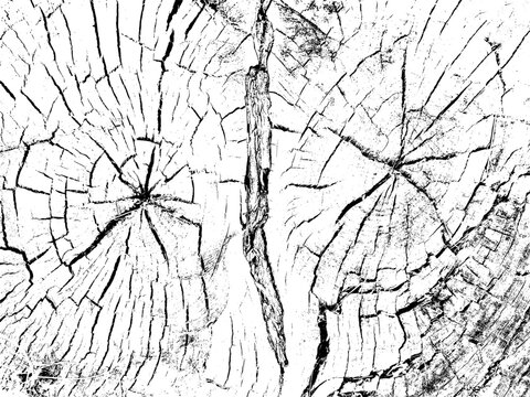 Split tree trunk section with central fracture and radiating growth rings