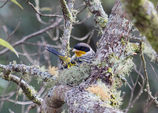 Bird Nesting on Moss-Covered Forest Tree