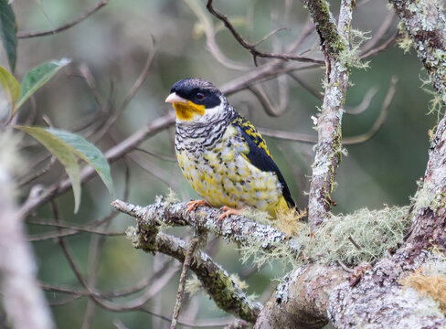 A cotinga Perched on Mossy Forest Branch
