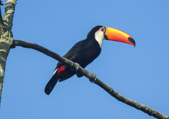 Toco Toucan Perched on Tree Branch Against Blue Sky © Leonardo Araújo