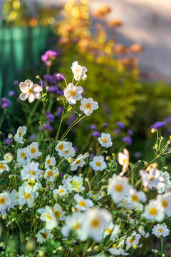 White Japanese anemone flowers Eriocapitella hupehensis blooming in a lush sunny backyard garden with bokeh background.