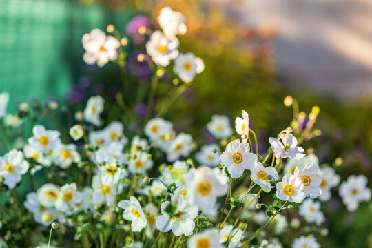 White Japanese anemone flowers Eriocapitella hupehensis blooming in a lush sunny backyard garden with bokeh background.