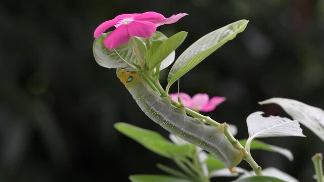Green caterpillar on the periwinkle flower twig eating leaf