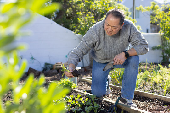 Mature Asian male kneeling in backyard raised bed holding seedling and metal trowel in grey sweater