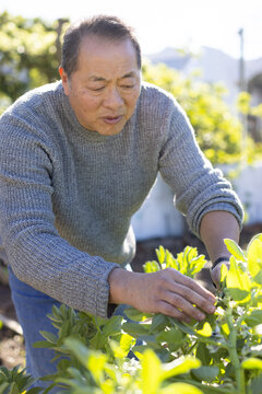 Senior Asian man pruning green plants in backyard garden bed wearing grey sweater, blue pants