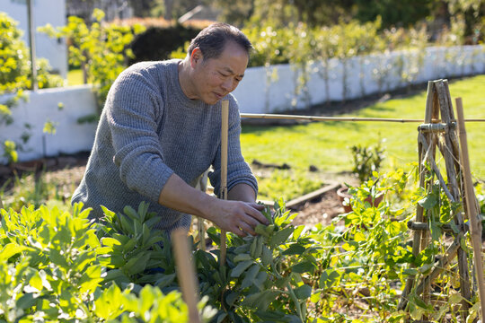 Senior Asian man wearing gray sweater tending raised garden bed in backyard near bamboo stake