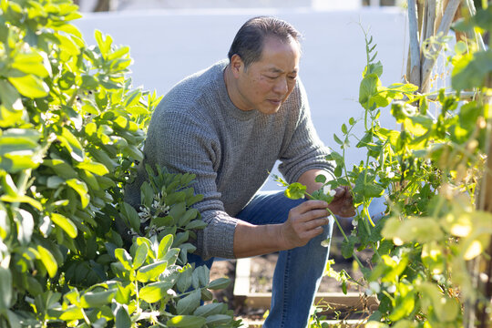 Asian man crouching between green rows in backyard, inspecting climbing vine near raised bed