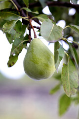 A single green pear on the tree, close-up, autumn. © Oksana