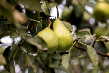 Two ripe green pears hanging on a tree, close-up, autumn. © Oksana