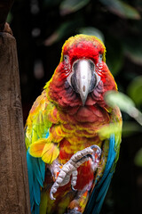 Colorful red, yellow and green parrot in close-up portrait © Massimiliano