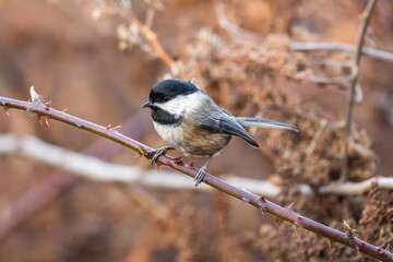 Chickadee perched on a thin branch in Stanley Park, Vancouver, British Columbia, Canada © Massimiliano