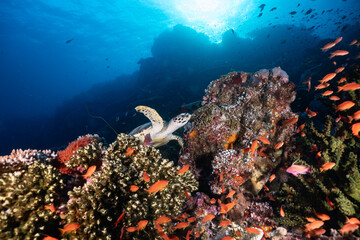 Tortue de mer nageant au-dessus d'un récif de corail dans l'océan bleu tropical © Fahmi