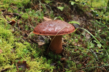 A porcini mushroom in green moss in a summer forest. © алексей семиколенных