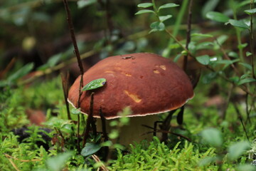 A porcini mushroom in green moss in a summer forest. © алексей семиколенных