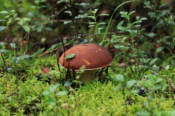 A porcini mushroom in green moss in a summer forest. © алексей семиколенных