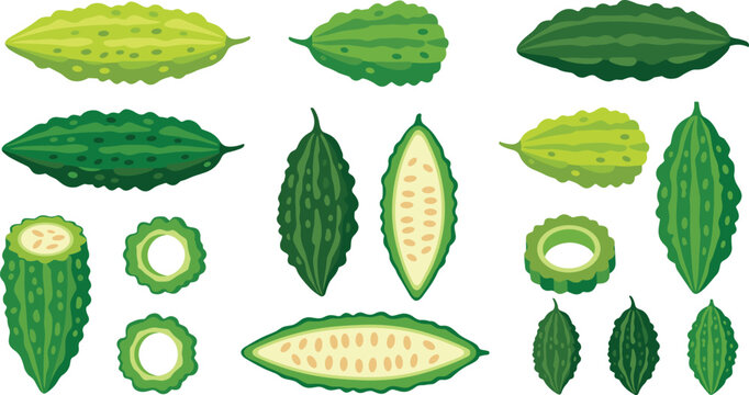 Fresh bitter melon vector illustration set featuring organic whole and sliced gourds isolated on white background