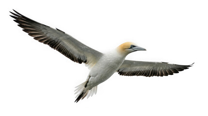 Fototapeta premium Northern gannet bird in flight isolated on transparent background