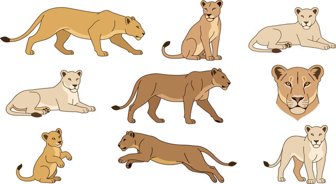  Wild lioness vector illustration set featuring female lion poses and cute cub isolated on white background