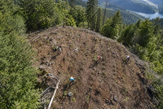Forestry Workers on Recently Cleared Mountain Slope