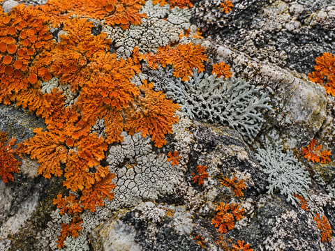 Orange and gray lichen patterns on weathered stone