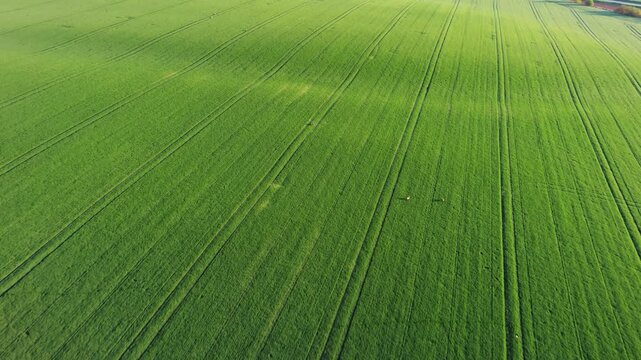Aerial view of green agricultural field with parallel tractor tracks in South Moravian Region, Czechia.