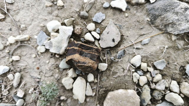  Banded ferruginous quartzite (jaspilite) or banded flint with alternating dark and light-brown (ferruginous or clayey) bands.