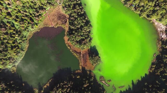 Aerial view of the vibrant Telaga Warna volcanic lake surrounded by lush forest and dense vegetation in Kejajar, Central Java, Indonesia.