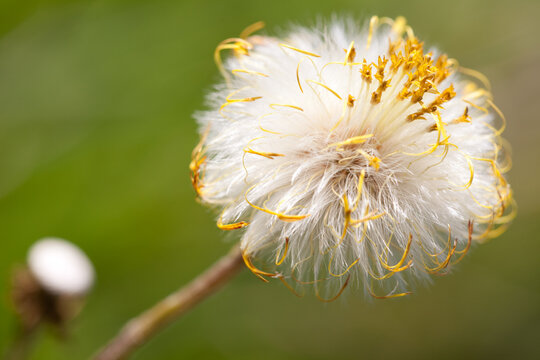 A detailed macro view captures the intricate, delicate texture of a white dandelion seed head as it matures in a wild meadow. These soft, wispy fibers pop against a green background.