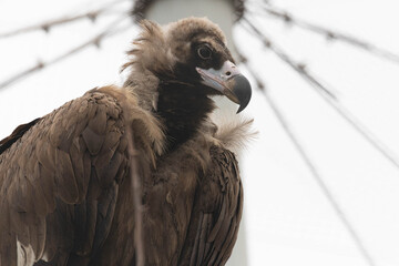 Close up a portrait of Cinereous Vulture © foreverhappy