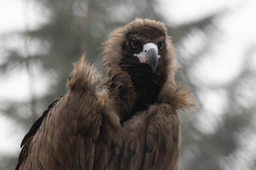 Close up a portrait of Cinereous Vulture © foreverhappy