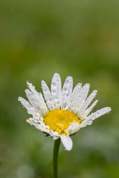 a macro view of a white daisy with a yellow center. The petal hold heavy water drop from rain or dew against a soft green copy space background