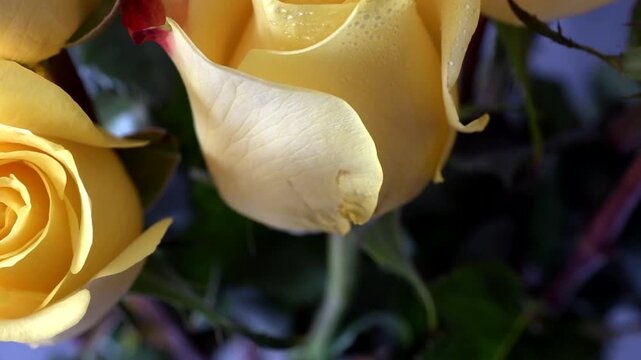 Closeup reveals fine droplets across yellow petals against dark foliage in 4K video.
