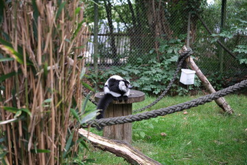 Fototapeta premium Black and white ruffed lemur sitting on a wooden